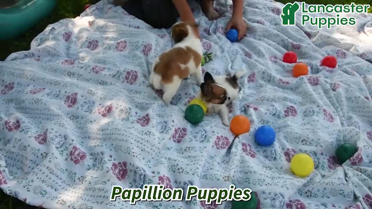 Papillon dogs for sale: Anastasia - Video 1