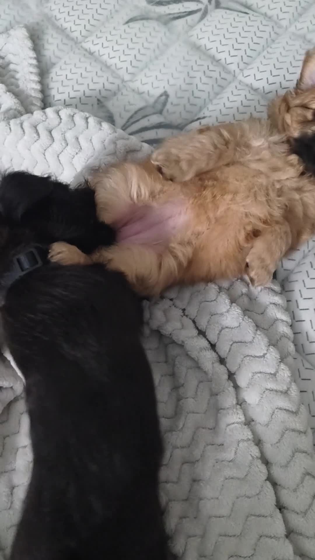Mixed Breed dogs for sale: Baby Eva - Video 1