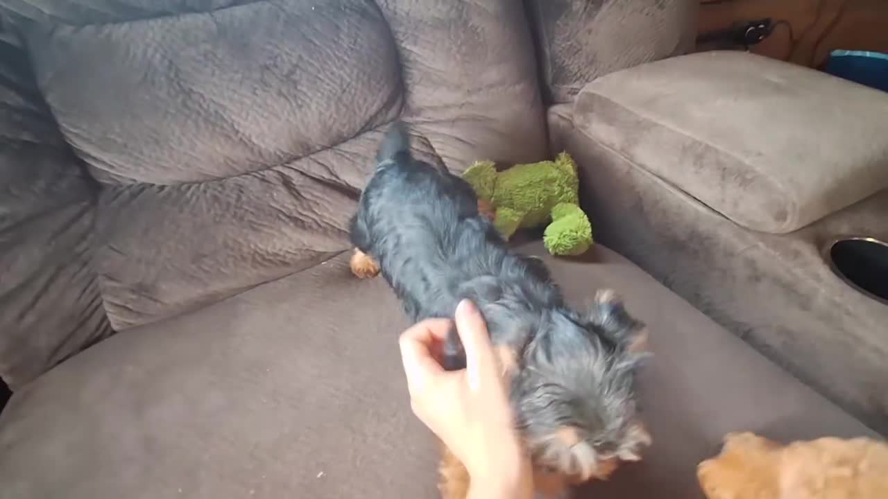 Yorkshire Terrier dogs for sale: Chip - Video 1
