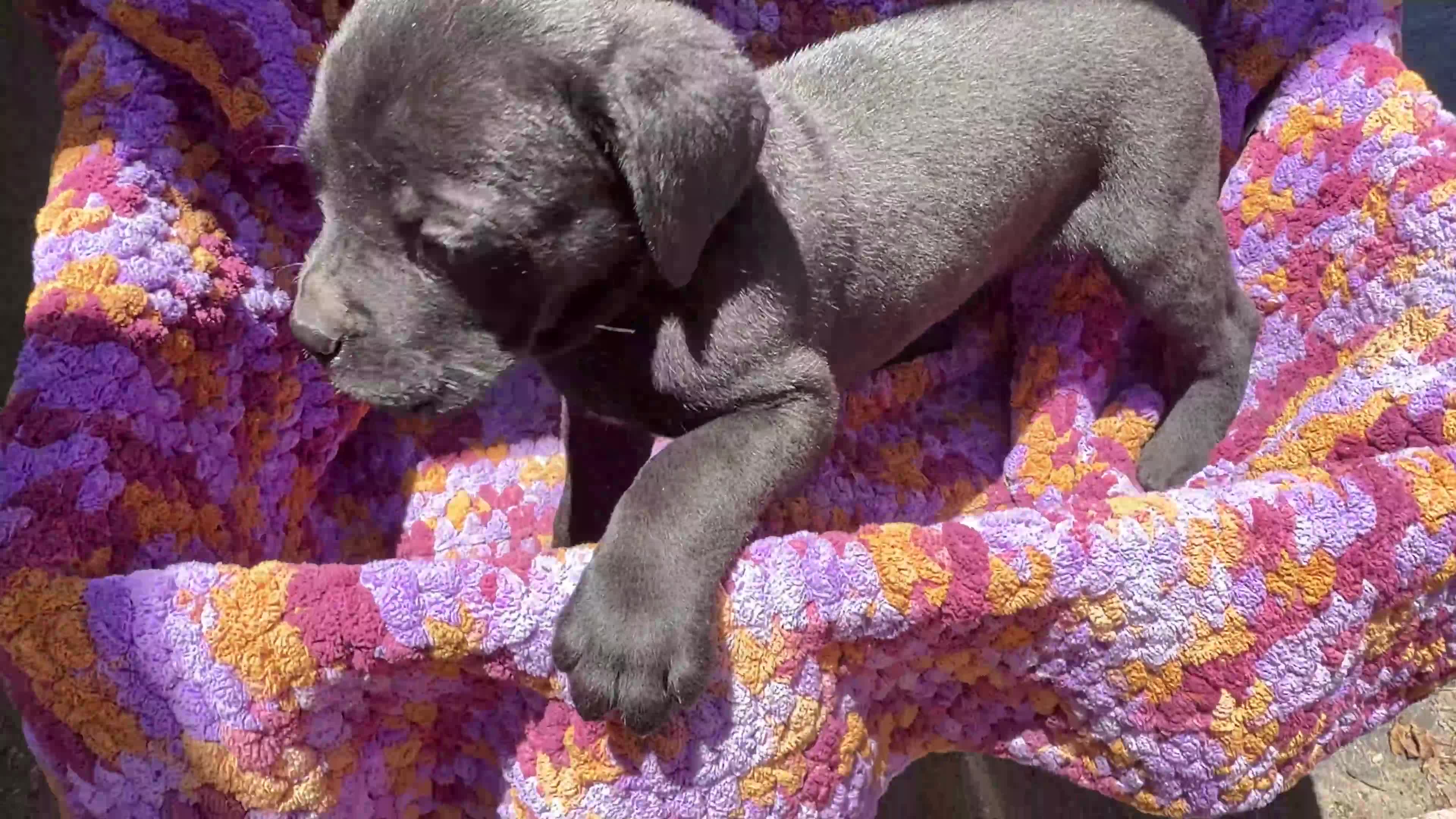 Cane Corso dogs for sale: Cane Corso Puppy Orange - Video 1