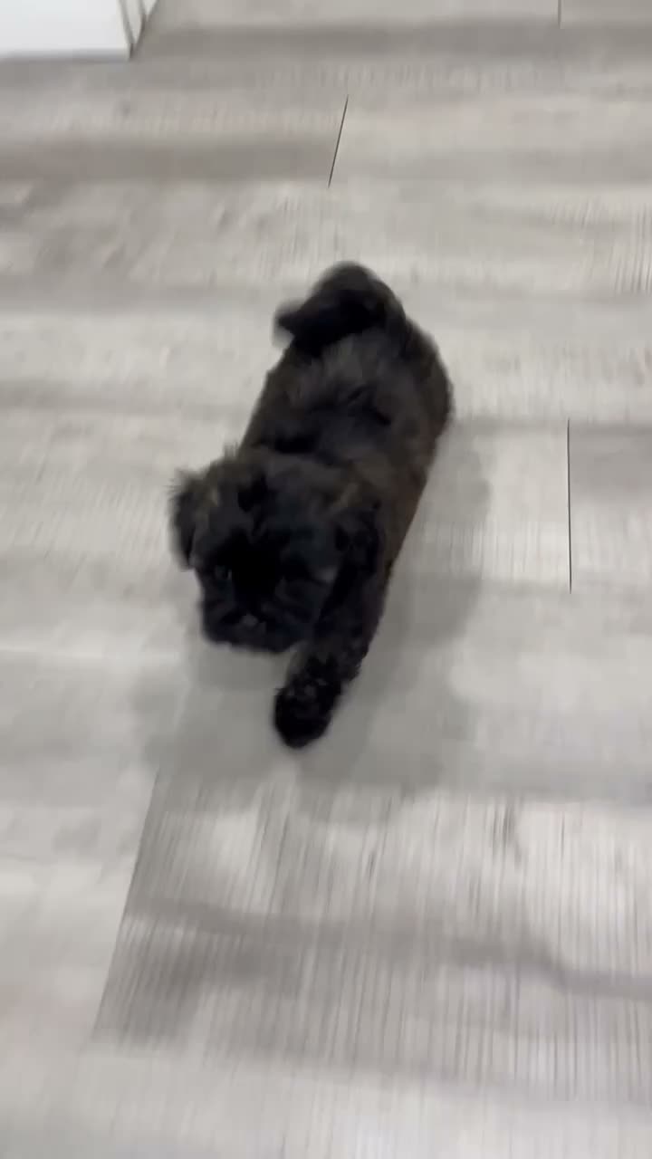 Shihpoo dogs for sale: Tommy - Video 1