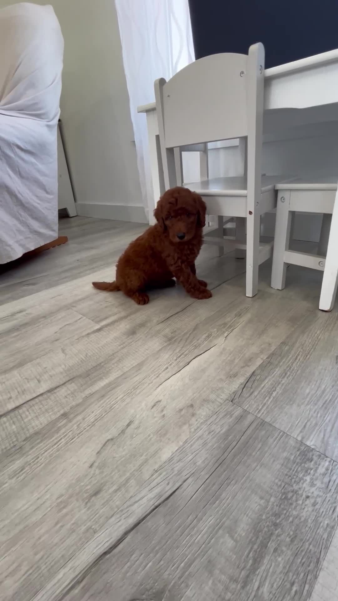 Mini Goldendoodle dogs for sale: Archie  - Video 1