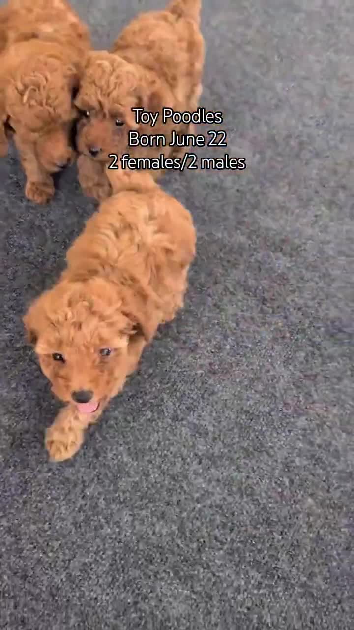 Toy Poodle dogs for sale: Violet  - Video 2