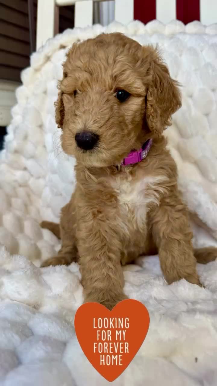 Standard Poodle dogs for sale: Standard Poodle Puppy 7 - Video 3