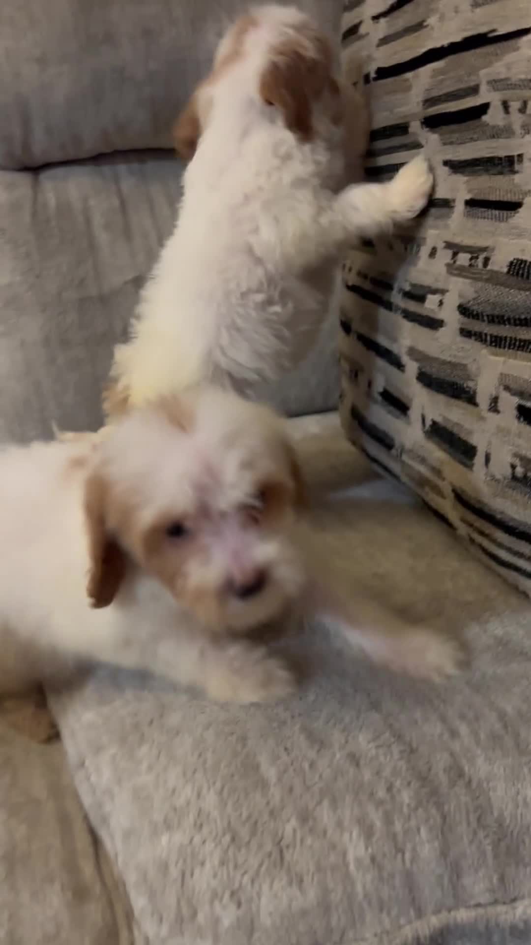 Mini Goldendoodle dogs for sale: Mini Goldendoodle 3 - Video 2