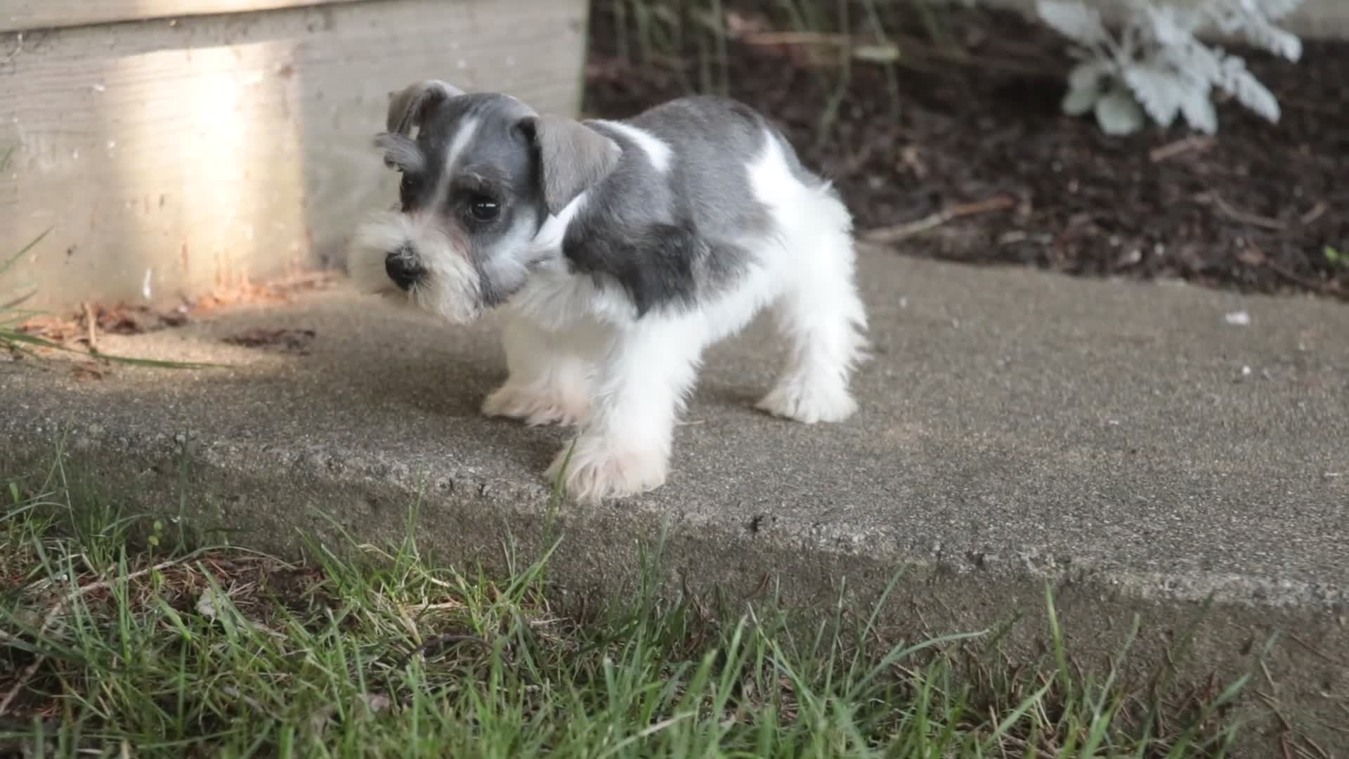 Miniature Schnauzer dogs for sale: Quest Miniature Schnauzer  - Video 3