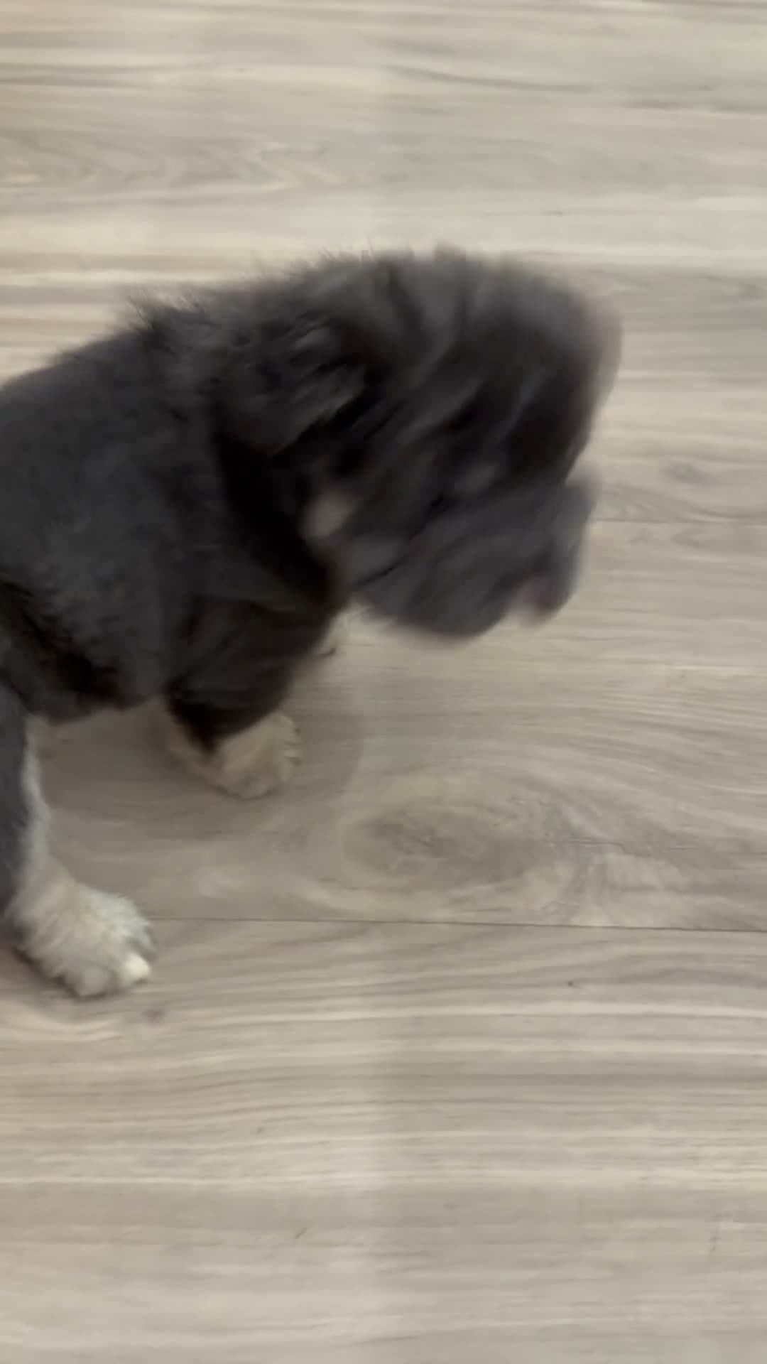 French Bulldog dogs for sale: Blackberry - Video 1