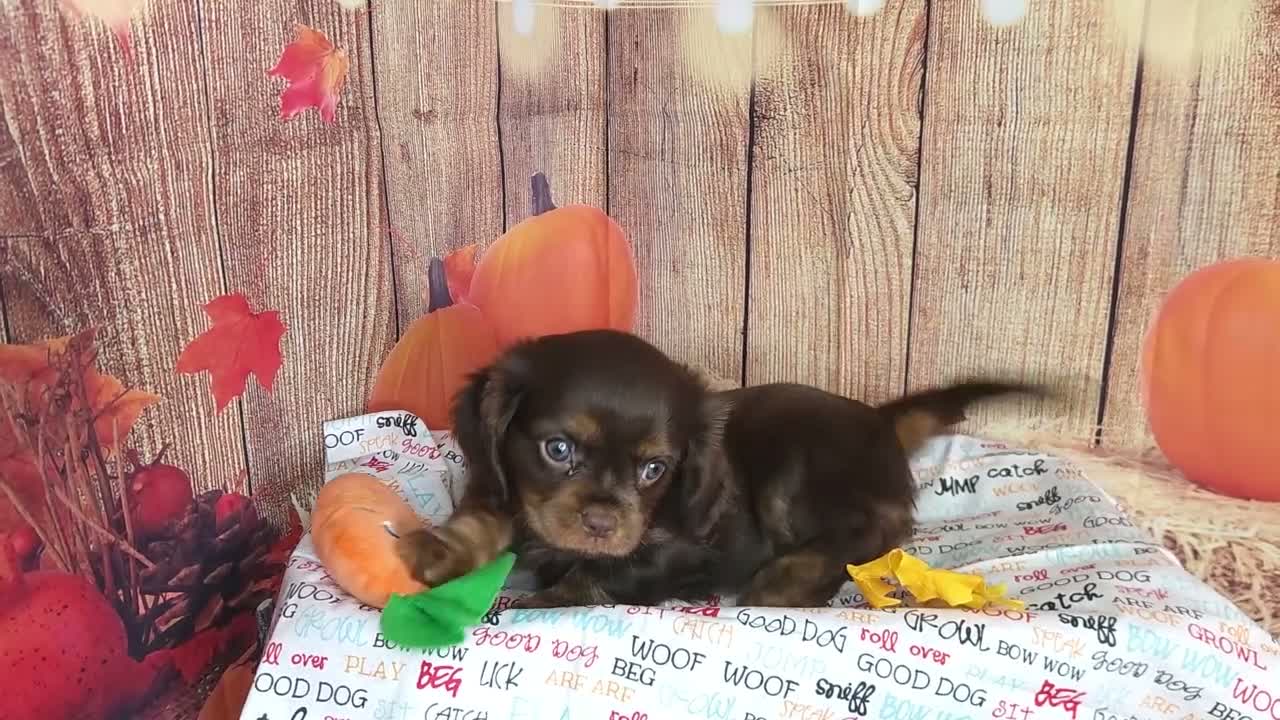 Cavalier King Charles Spaniel dogs for sale: AKC Zoey - Video 2