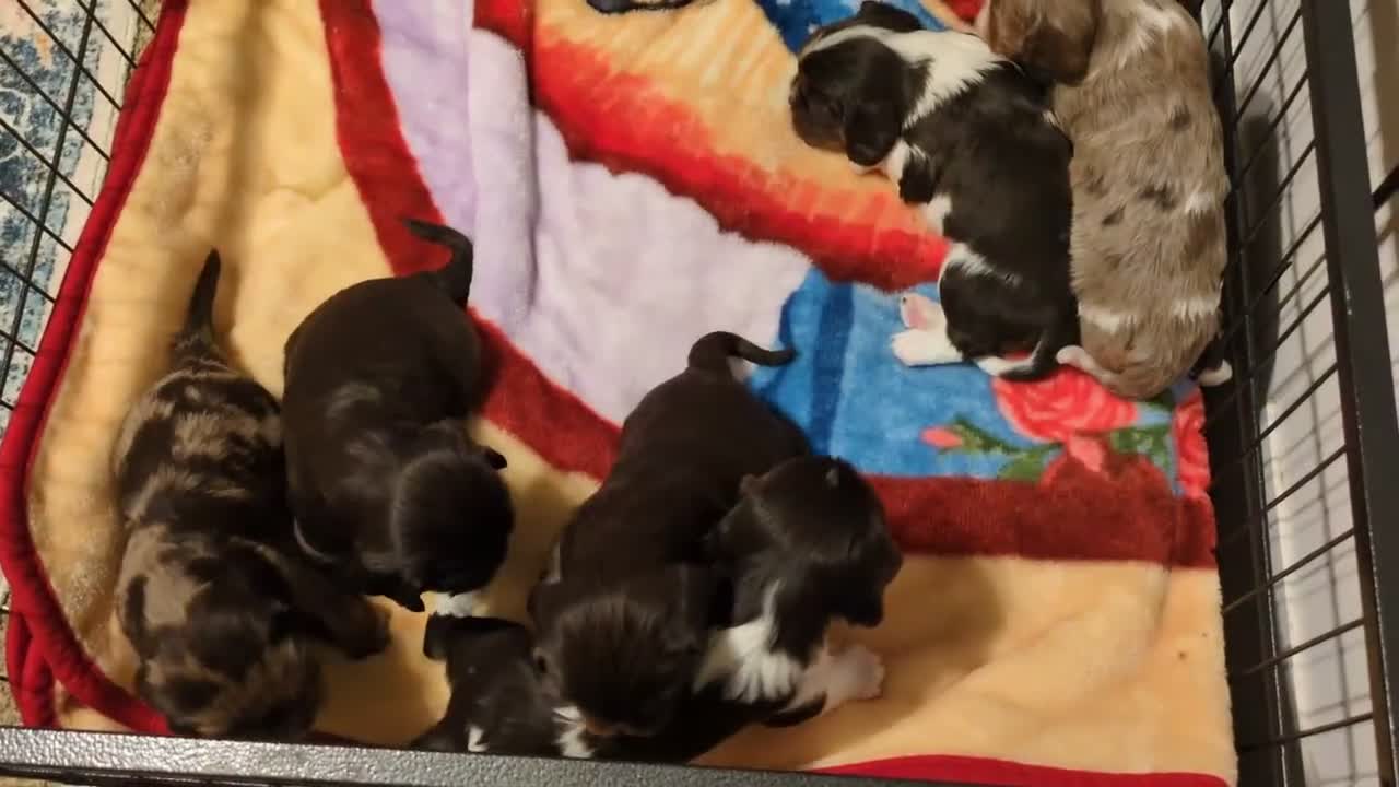 Cavalier King Charles Spaniel dogs for sale: Chocolate Male - Video 1