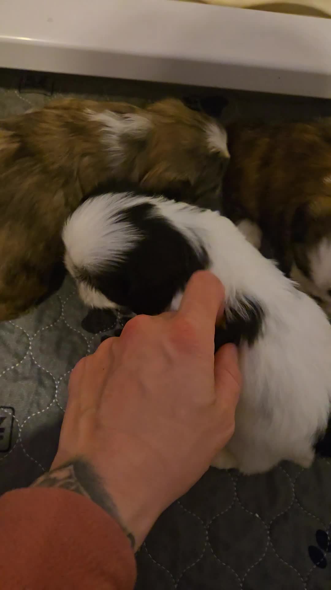 Mixed Breed dogs for sale: Shinese Myrtle  - Video 2