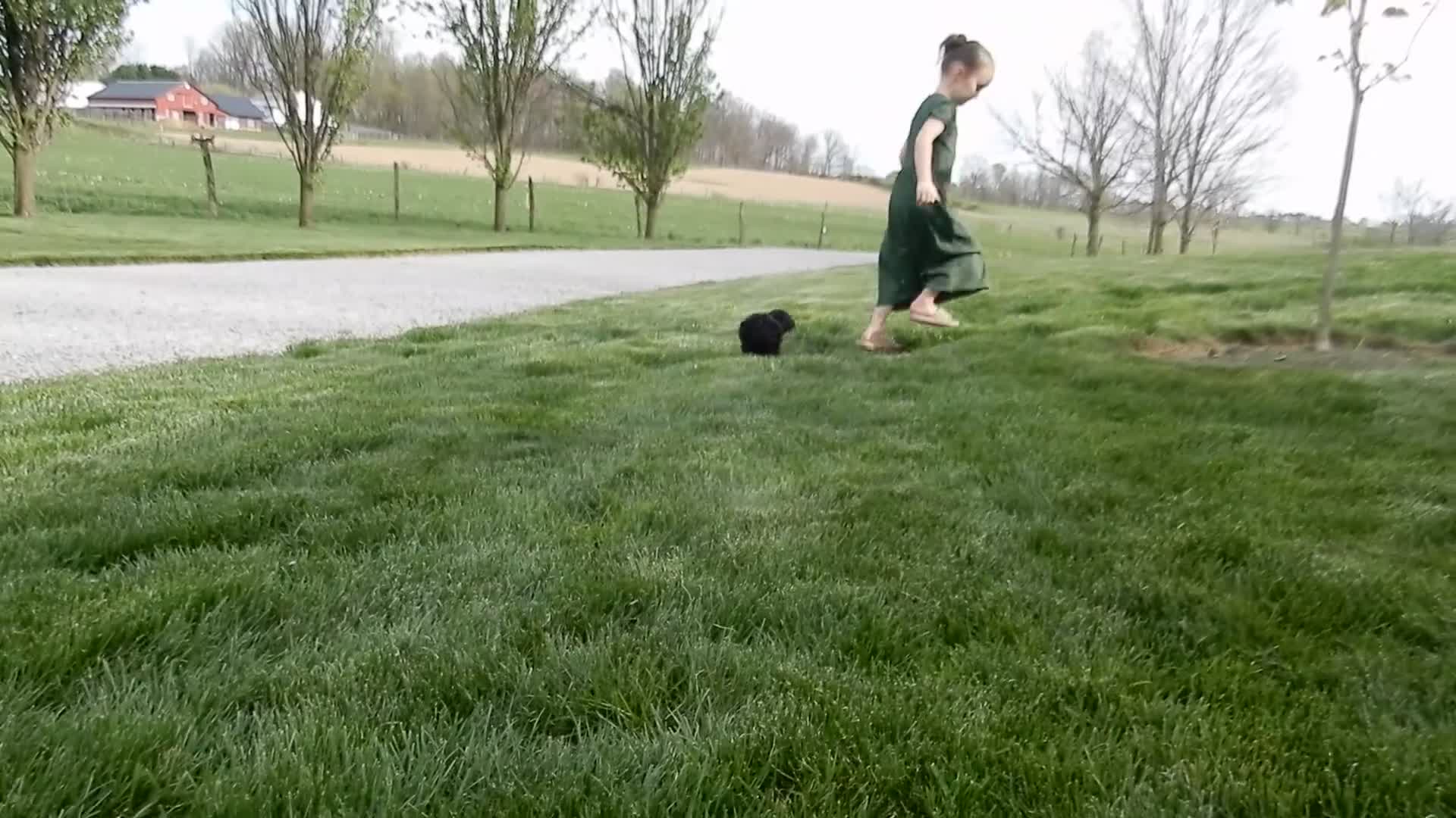 Cockapoo dogs for sale: Winnie - Video 2