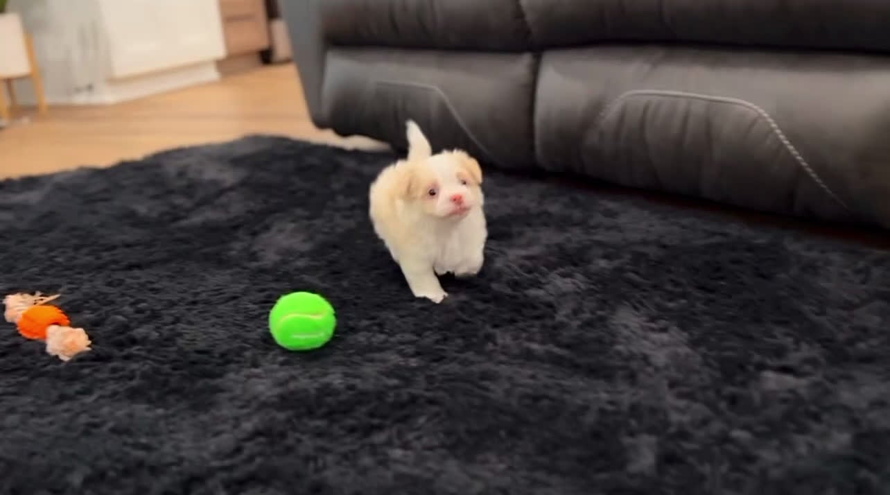 Havanese dogs for sale: Belle - Video 3