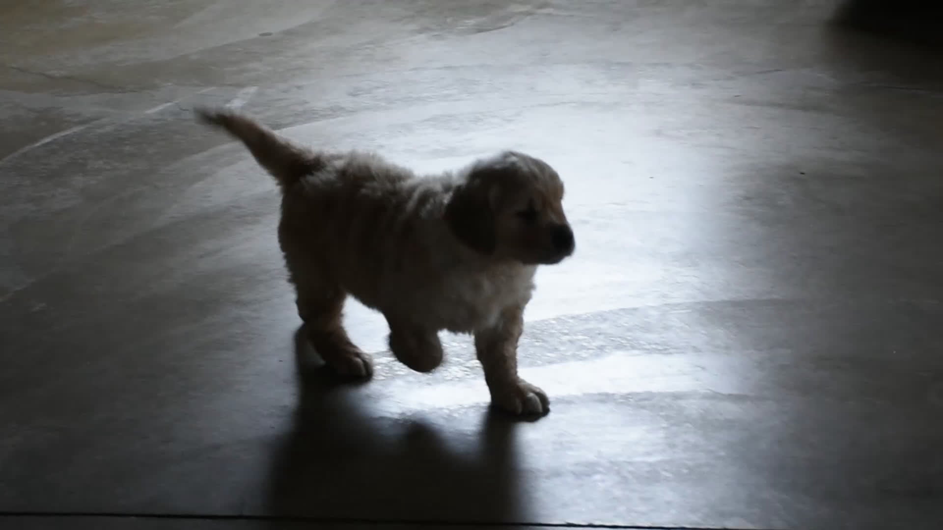 Golden Retriever dogs for sale: Buster  Genteic/OFA - Video 2