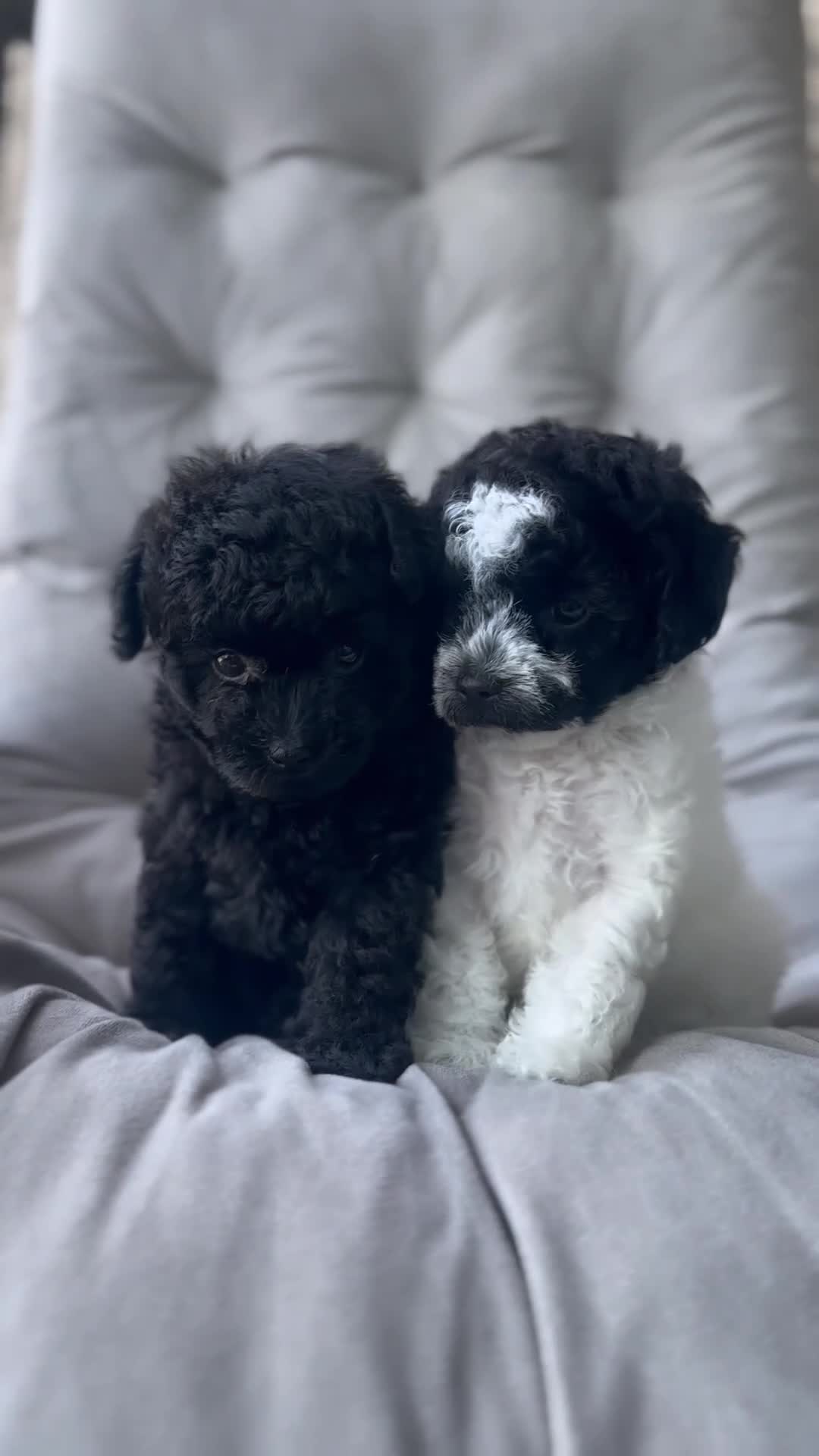 Toy Poodle dogs for sale: Storm - Video 6