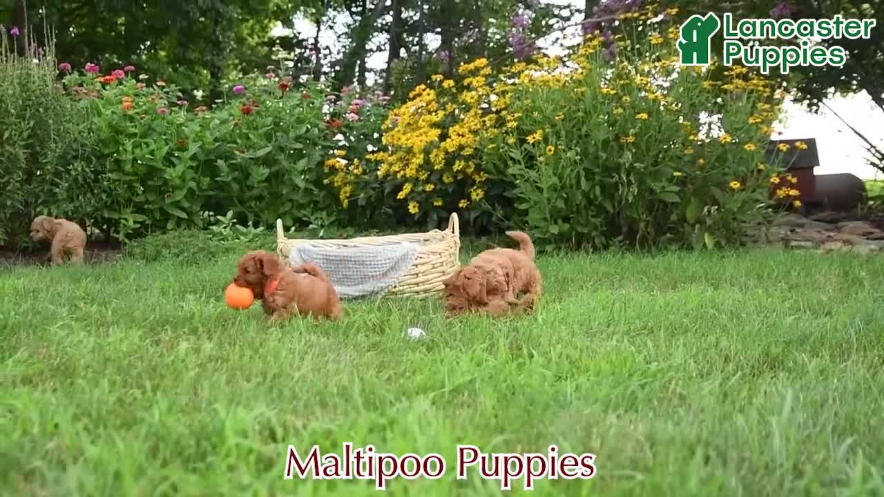 Maltipoo dogs for sale: Lilac - Video 1