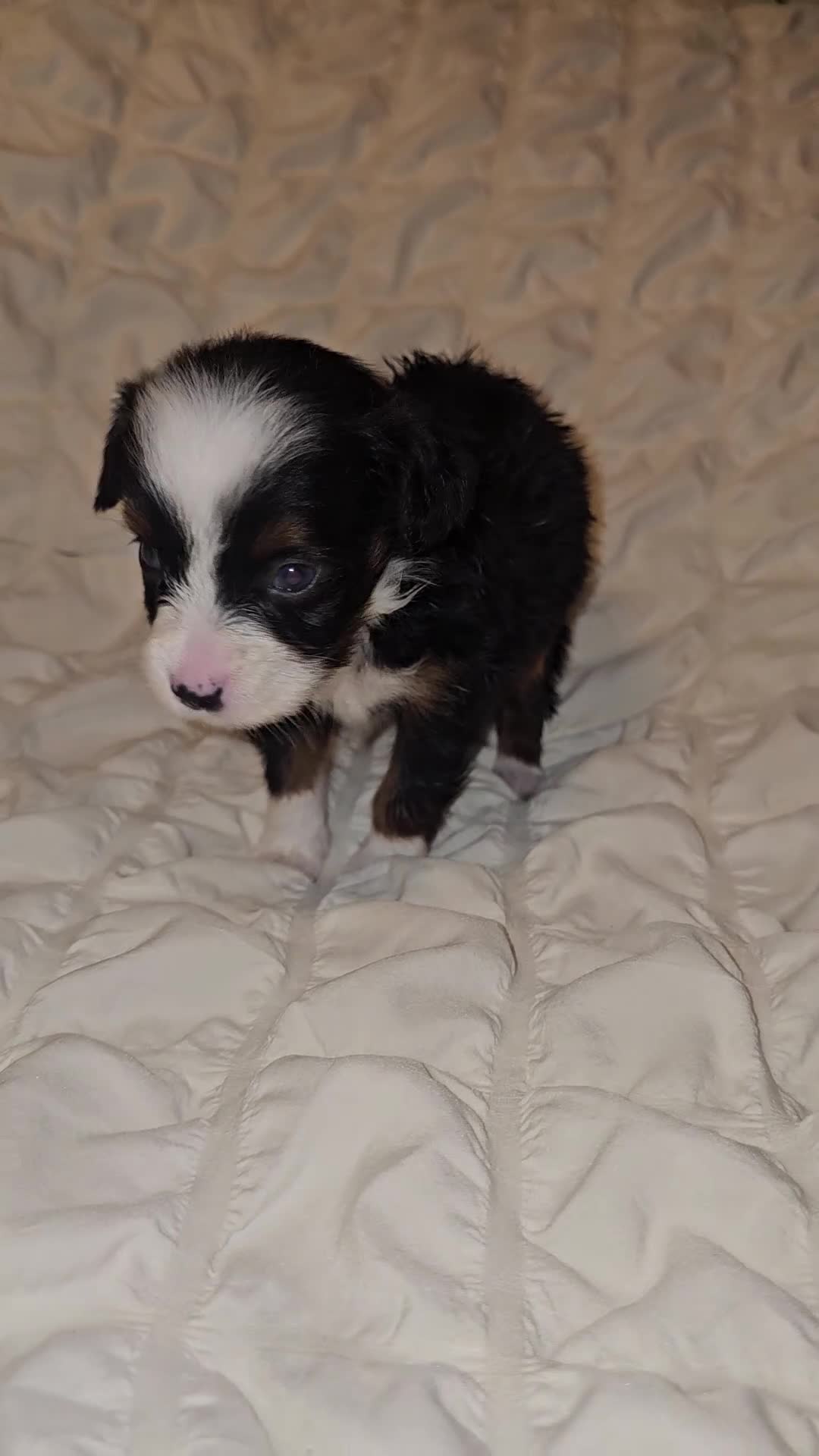 Mini Aussiedoodle dogs for sale: Violet - Video 2