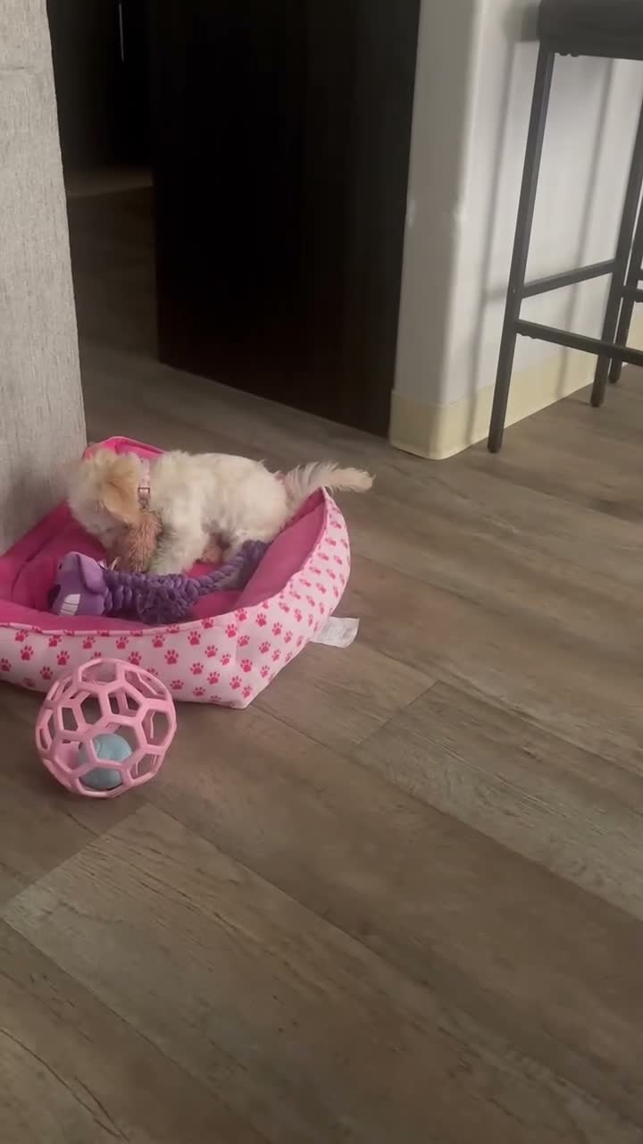 Maltipoo dogs for sale: Lolly - Video 2