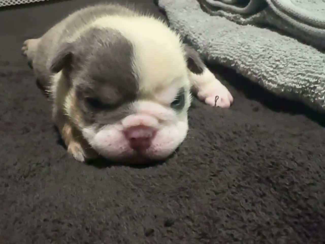 English Bulldog dogs for sale: English Bulldog 1 - Video 1