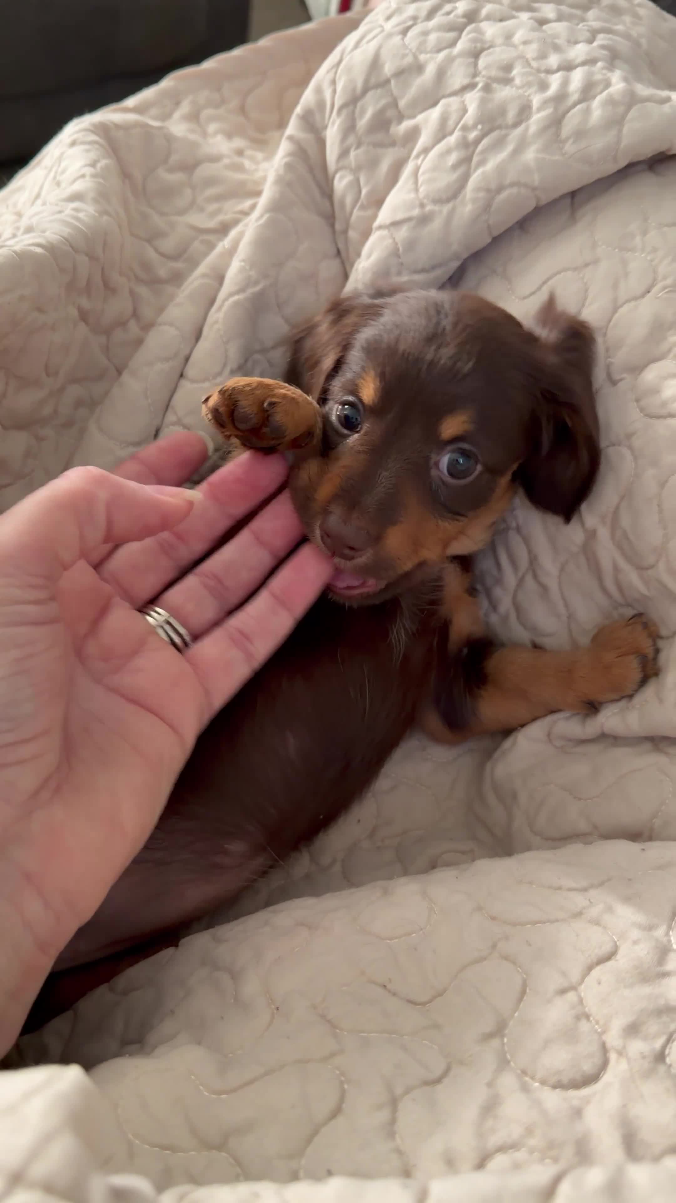Miniature Dachshund dogs for sale: Hazel-Beautiful Chocolate & Tan Long-Haired Female-Parents Embark tested - Video 1