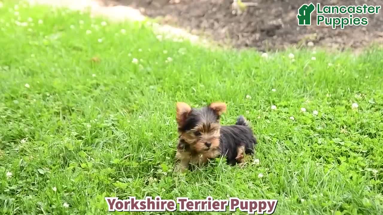 Yorkshire Terrier dogs for sale: Buddy - Video 2