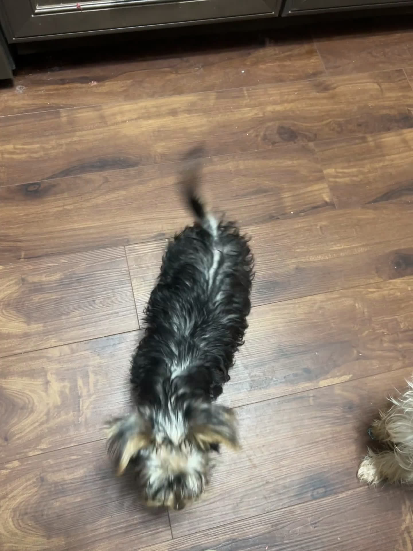 Yorkshire Terrier dogs for sale: Yorkshire Terrier Puppy 1 - Video 1