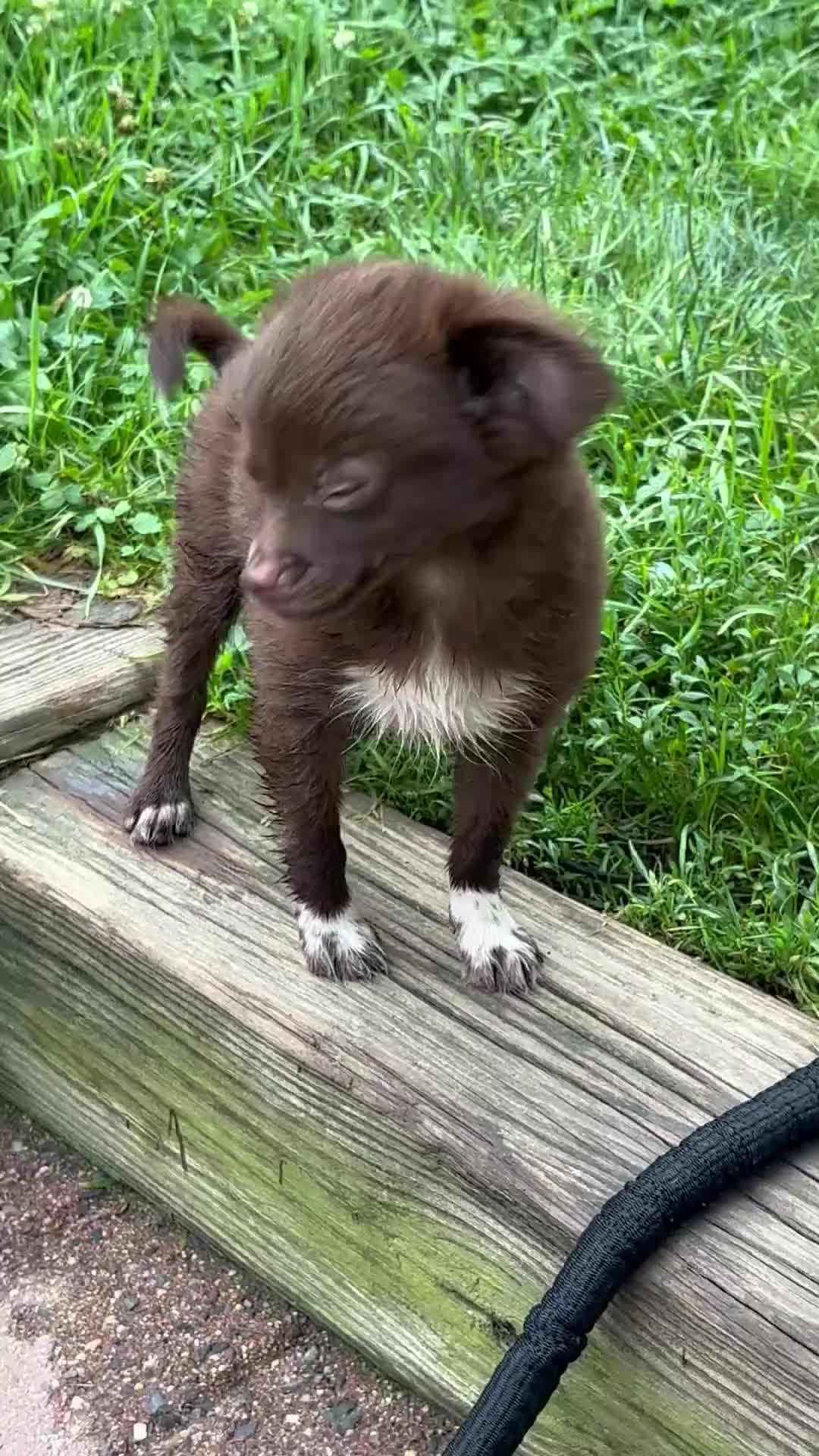 Chihuahua dogs for sale: Picnic - Video 1