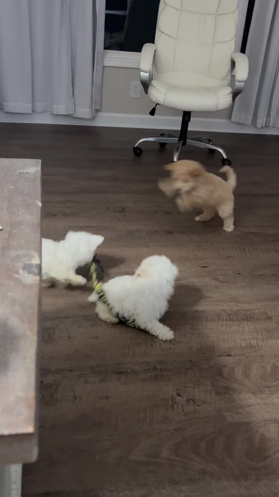Mini Goldendoodle dogs for sale: Mini Goldendoodle 6 - Video 1