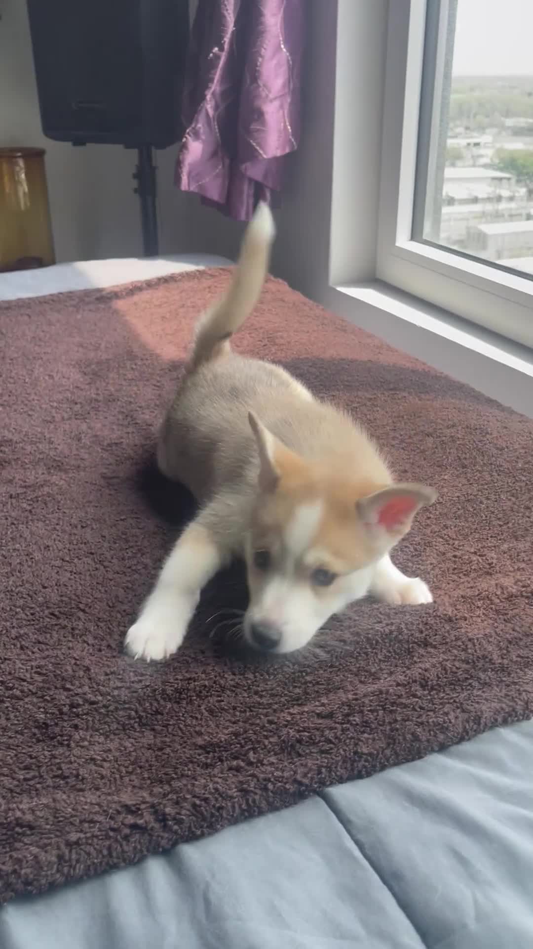 Alaskan Klee Kai dogs for sale: Storm Cloud (Stormy) - Video 1