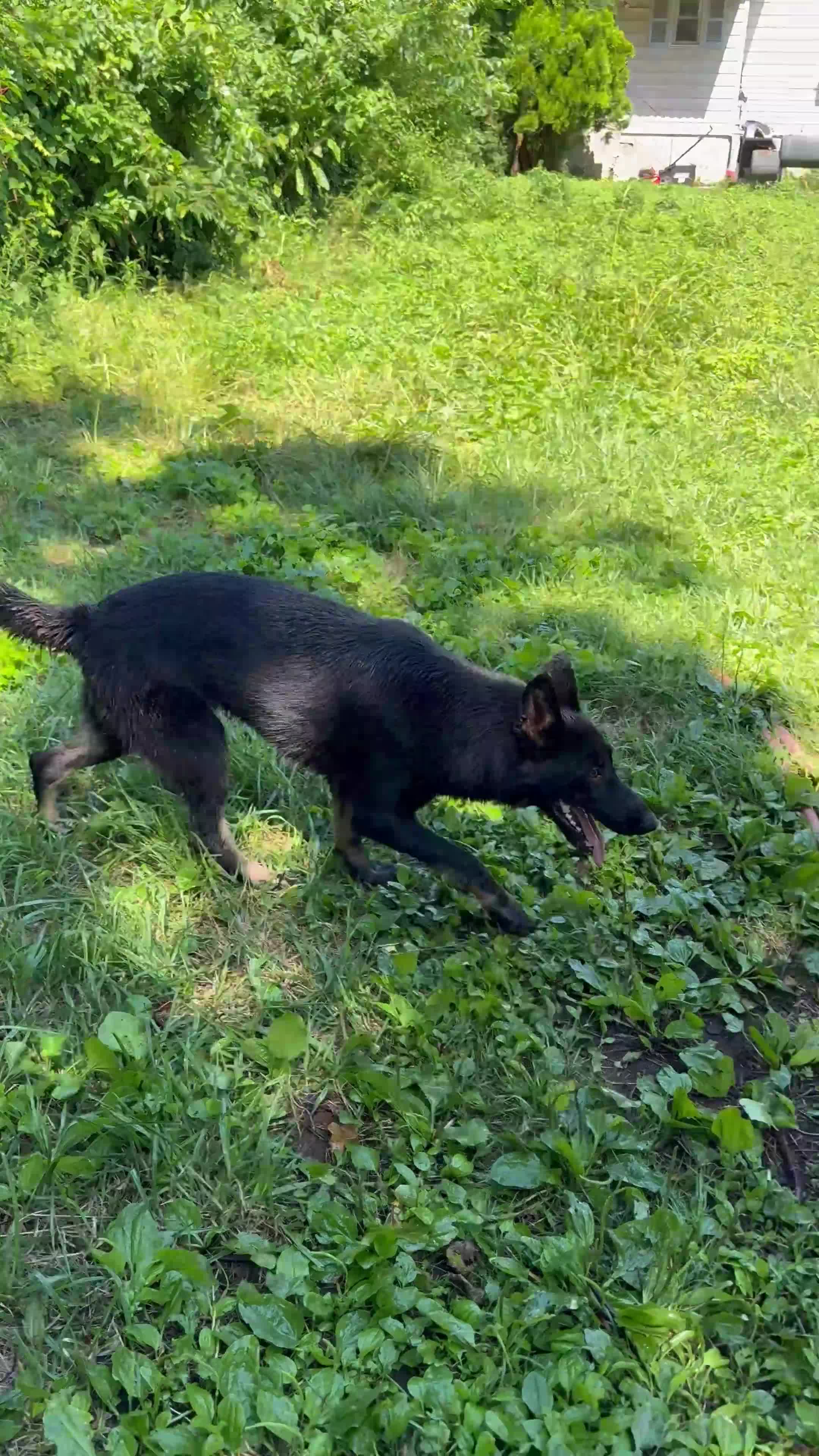 German Shepherd dogs for sale: German Shepherd 1 - Video 2