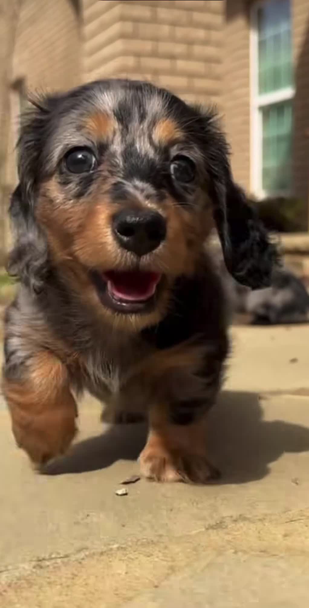 Miniature Dachshund dogs for sale: Daisy - Video 2