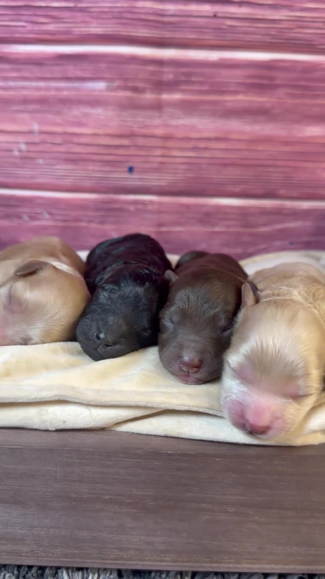 Cockapoo dogs for sale: Nash - Video 1