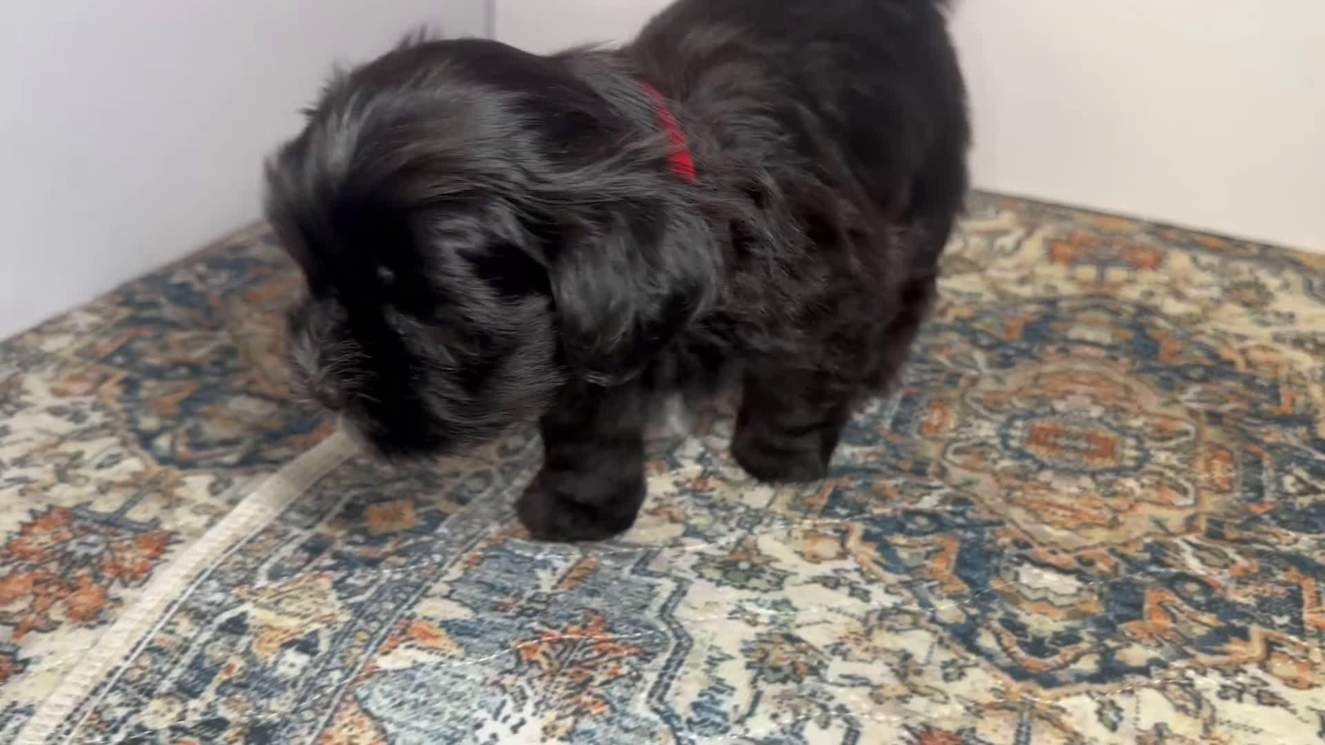 Mixed Breed dogs for sale: Knight Lightening  - Video 1