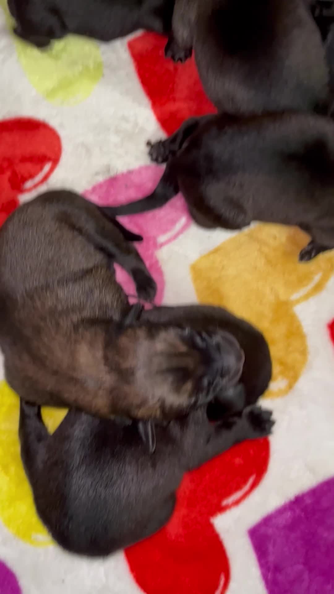 Belgian Malinois dogs for sale: Belgian Malinois Female - Video 2