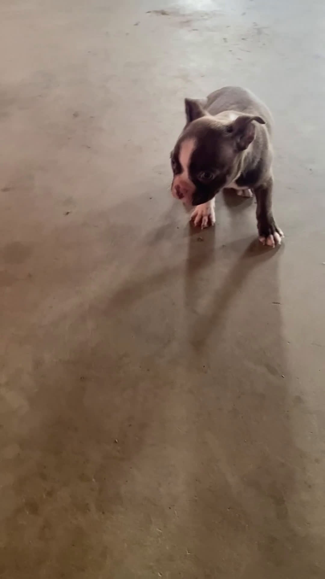 Boston Terrier dogs for sale: Max - Video 1