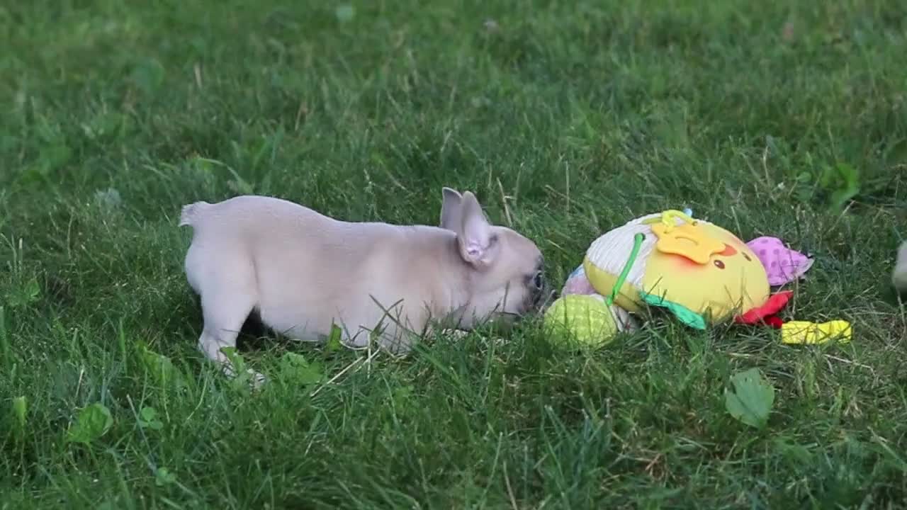 French Bulldog dogs for sale: Brodie - Video 2