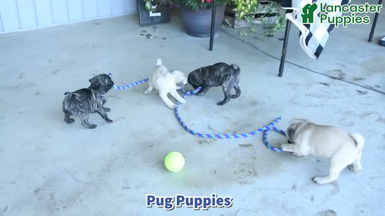 Pug dogs for sale: Gemma - Video 1