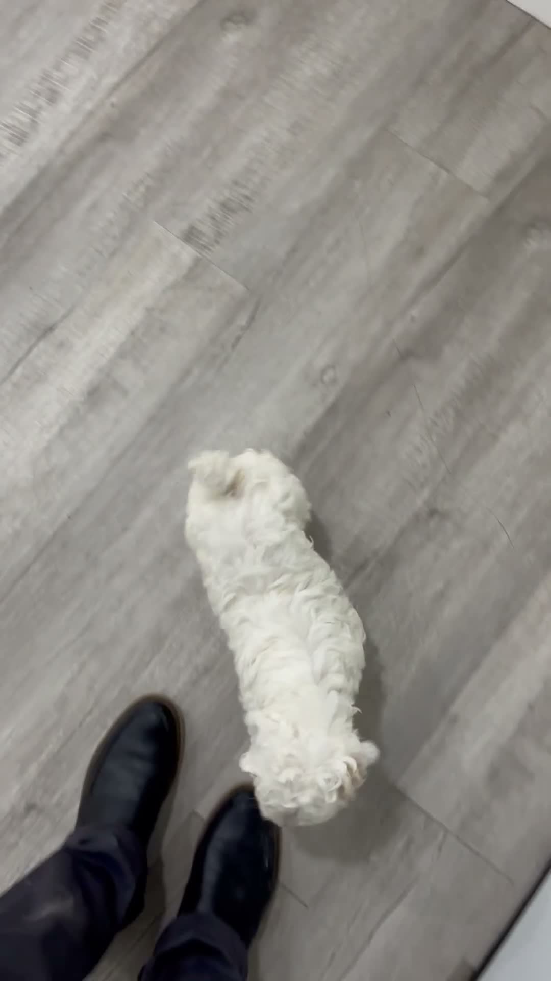 Cockapoo dogs for sale: Buddy - Video 1