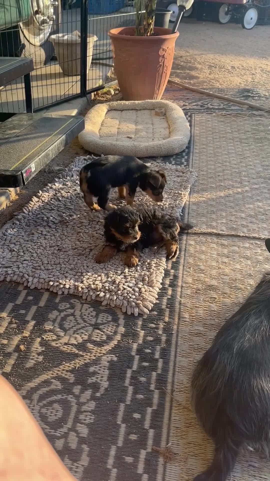 Yorkiepoo dogs for sale: Yorkiepoo Puppy 3 - Video 1