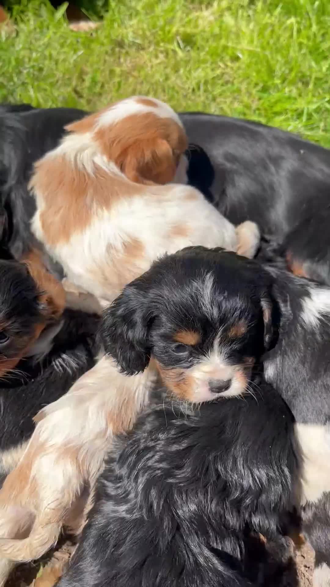 Cavalier King Charles Spaniel dogs for sale: Cavalier King Charles Spaniel 1 - Video 1