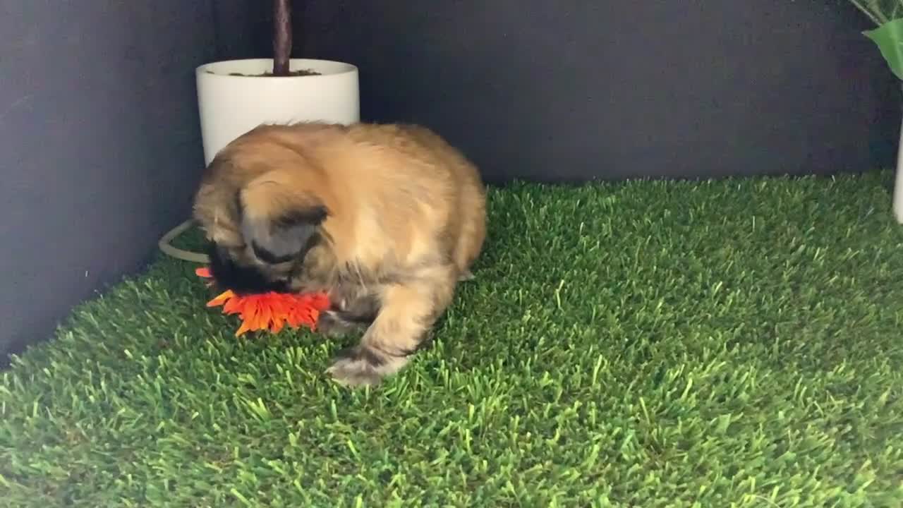 Shih Tzu dogs for sale: James - Video 1