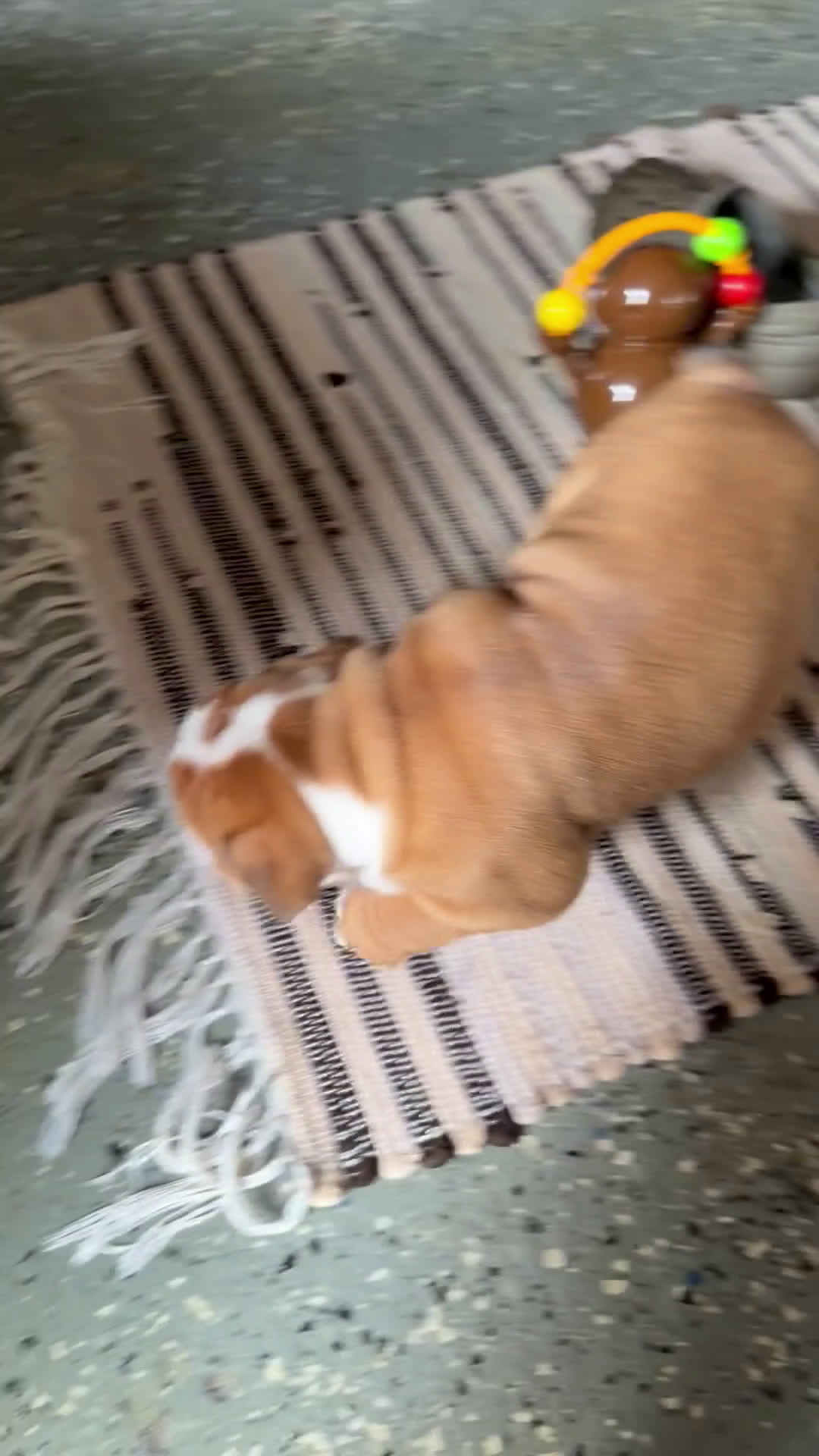 English Bulldog dogs for sale: Mack - Video 1