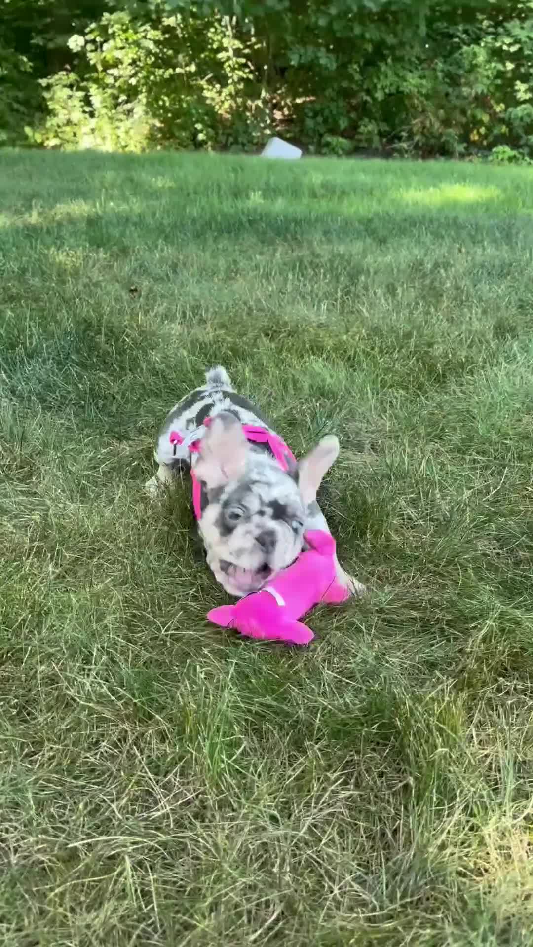 French Bulldog dogs for sale: Lily - Video 1