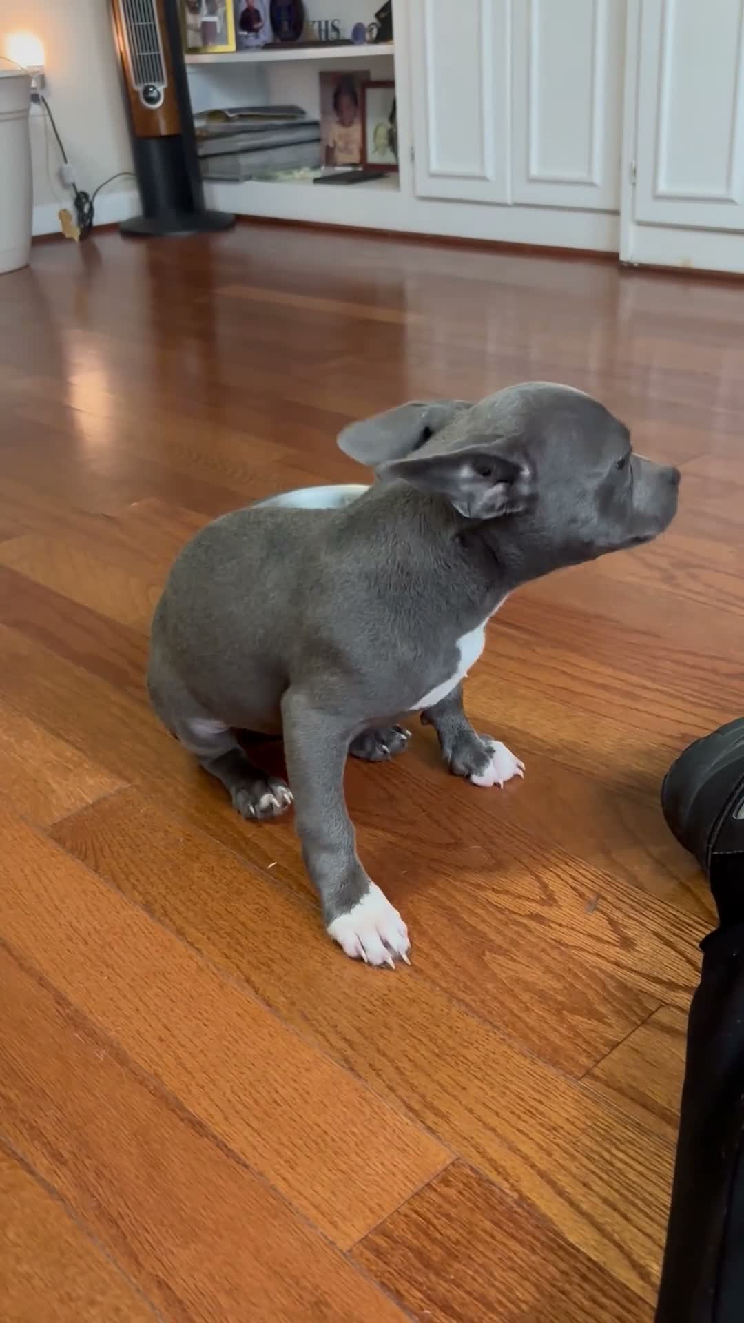 American Bully dogs for sale: American Bully 3 - Video 1