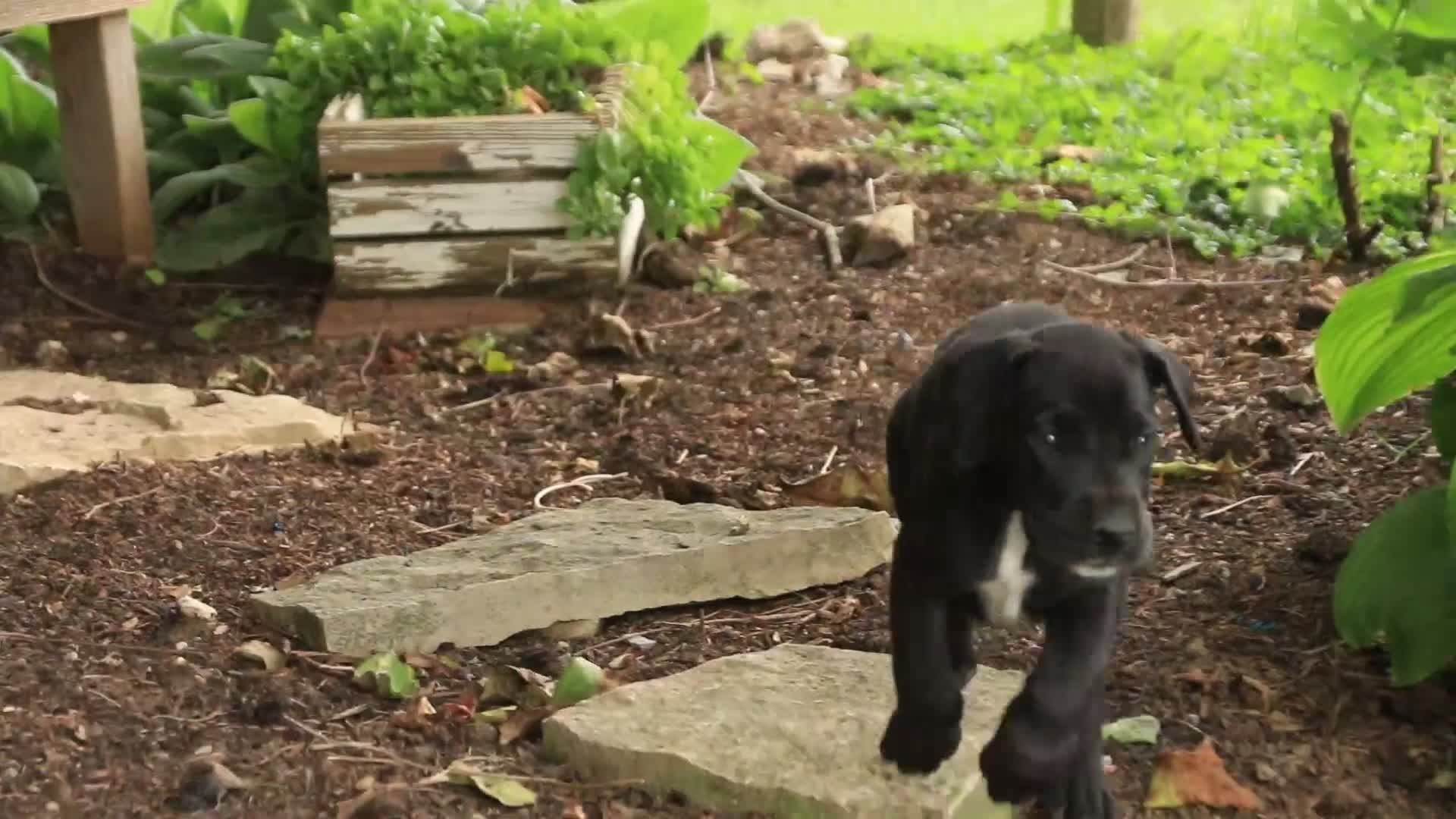 Great Dane dogs for sale: Brielle Great Dane  - Video 4