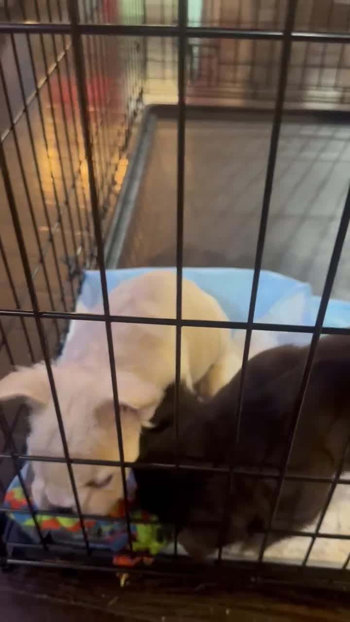 French Bulldog dogs for sale: Ghost - Video 1