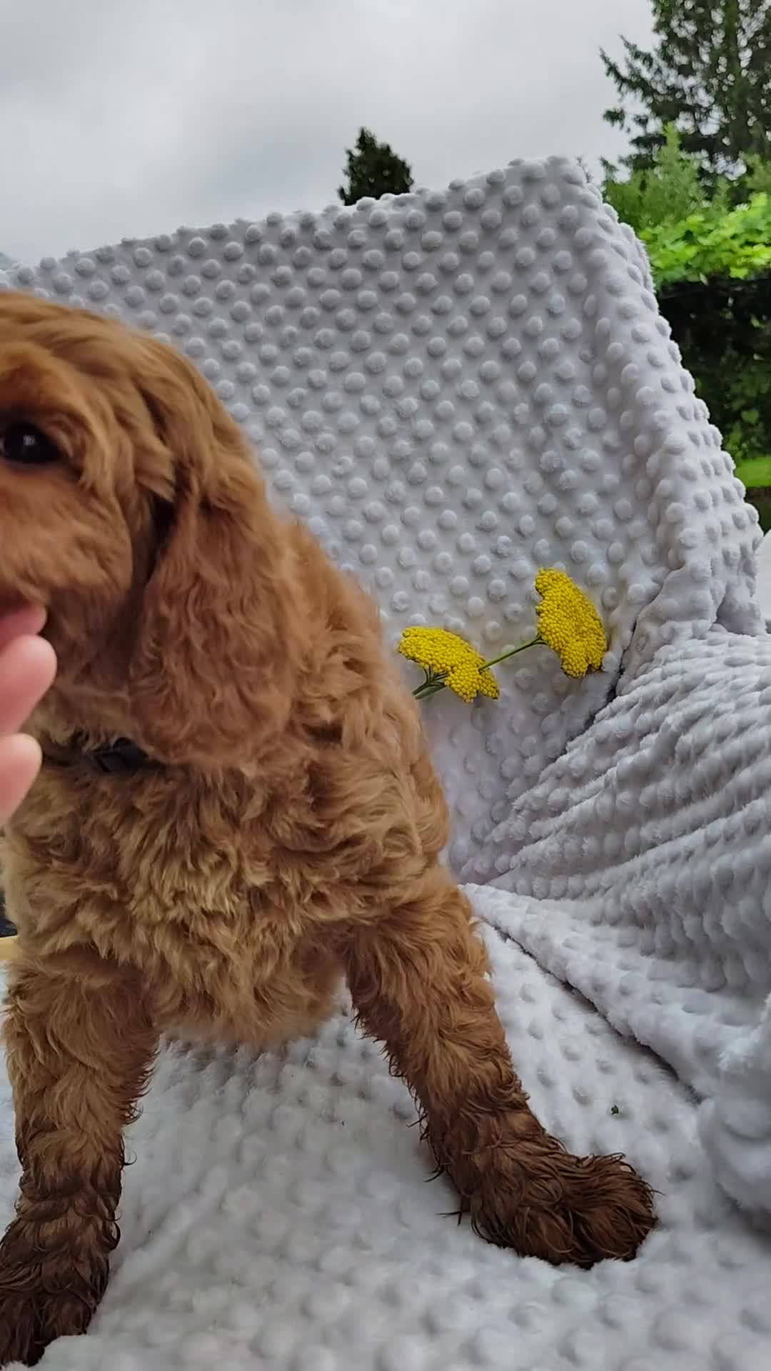 Mini Goldendoodle dogs for sale: Toby - Video 8
