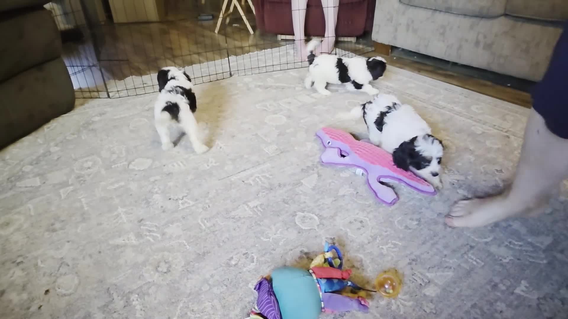 Cavapoo dogs for sale: Candy - Video 2