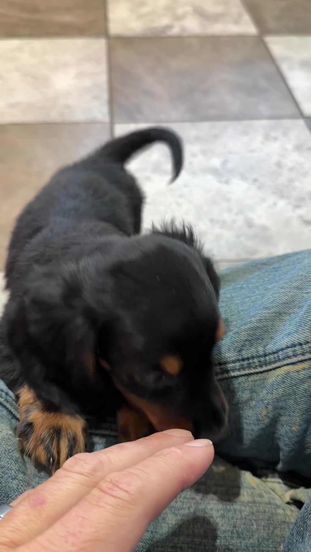 Dachshund dogs for sale: Debbie  - Video 1