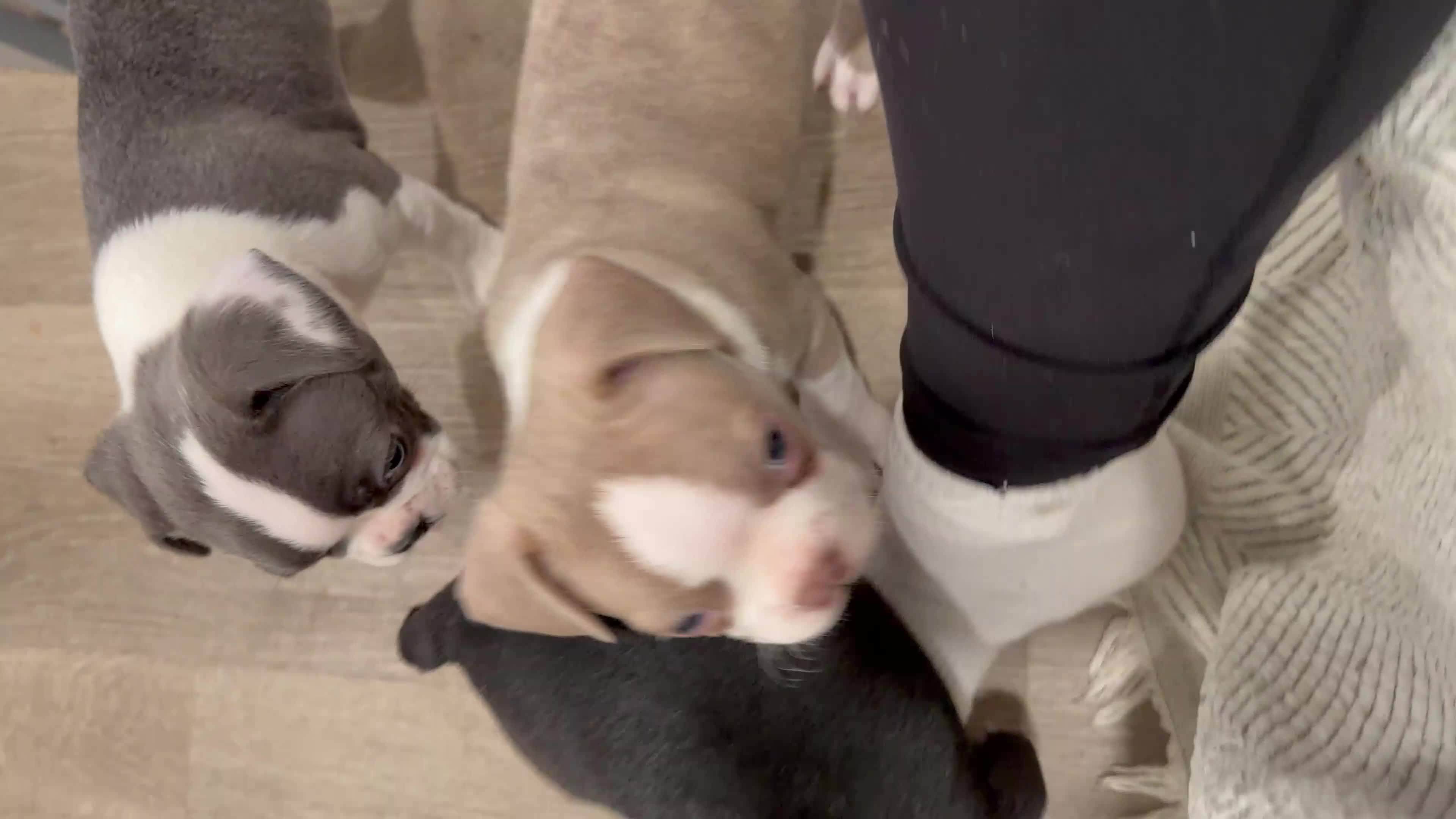 Boston Terrier dogs for sale: Canelo  - Video 3