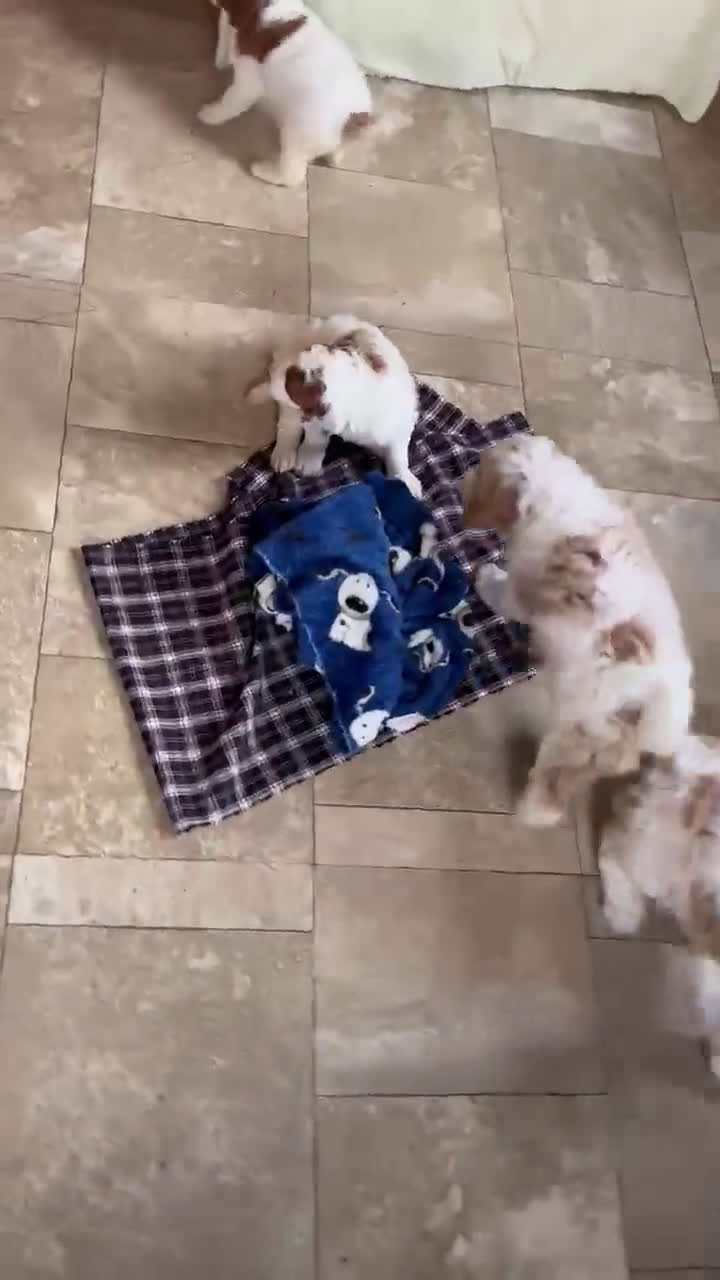 Airedale Terrier dogs for sale: John - Video 1